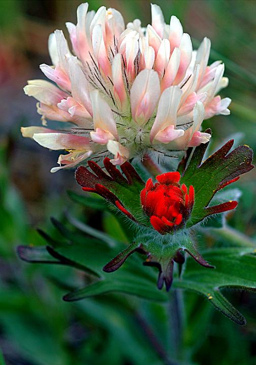 Bighead Clover, Trifolium macrocephelum  Harsh Paintbrush, Castilleja hispida.jpg